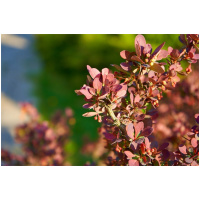 BERBERIS THUNBERGII ´ATROPURPUREA NANA´