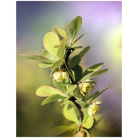 BERBERIS THUNBERGII ´GREEN CARPET´ 20/40