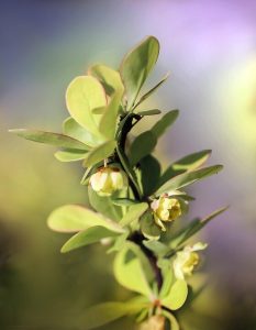 BERBERIS THUNBERGII ´GREEN CARPET´ 20/40