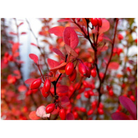 BERBERIS THUNBERGII ´ORANGE DREAM´
