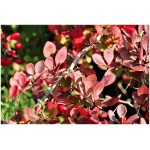 BERBERIS THUNBERGII ´DART`S RED LADY´