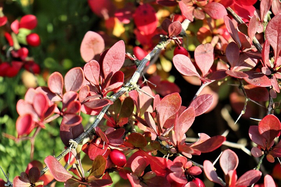 BERBERIS THUNBERGII ´DART`S RED LADY´