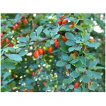 BERBERIS THUNBERGII ´KOBOLD´