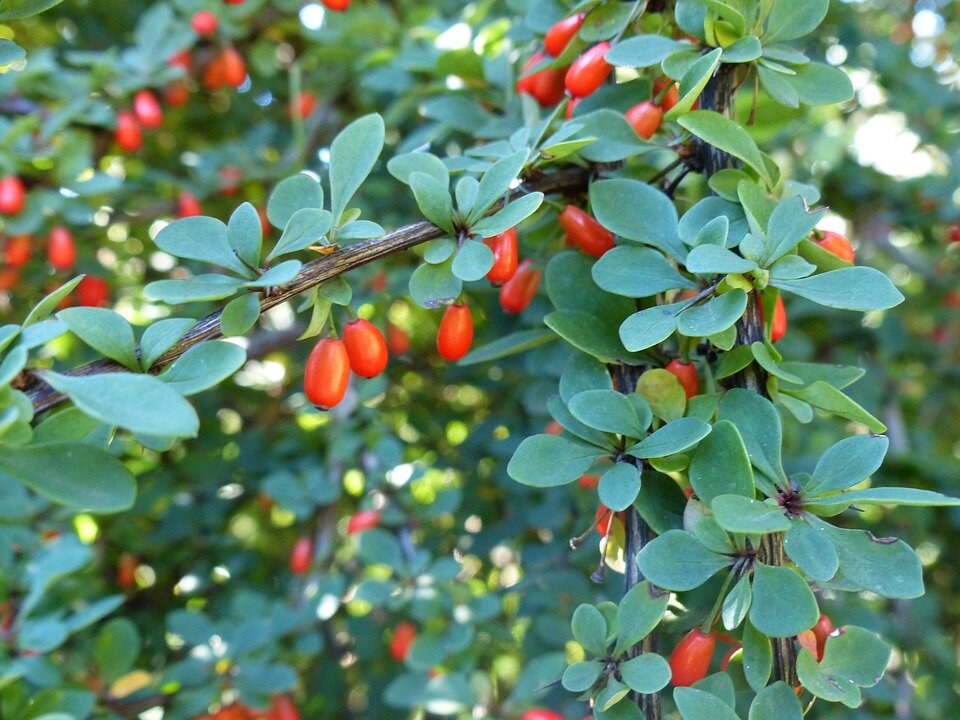 BERBERIS THUNBERGII ´KOBOLD´