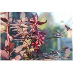 BERBERIS THUNBERGII ´GREEN ORNAMENT´