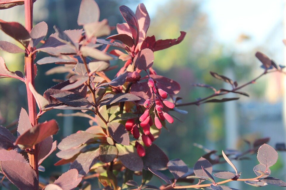 BERBERIS THUNBERGII ´GREEN ORNAMENT´