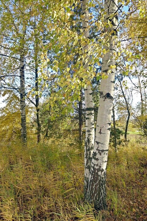 BETULA ALBA K30 200-250