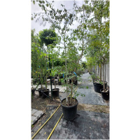 BETULA PENDULA