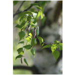 BETULA "PENDULA MAGICAL GLOBE" Clt. 20