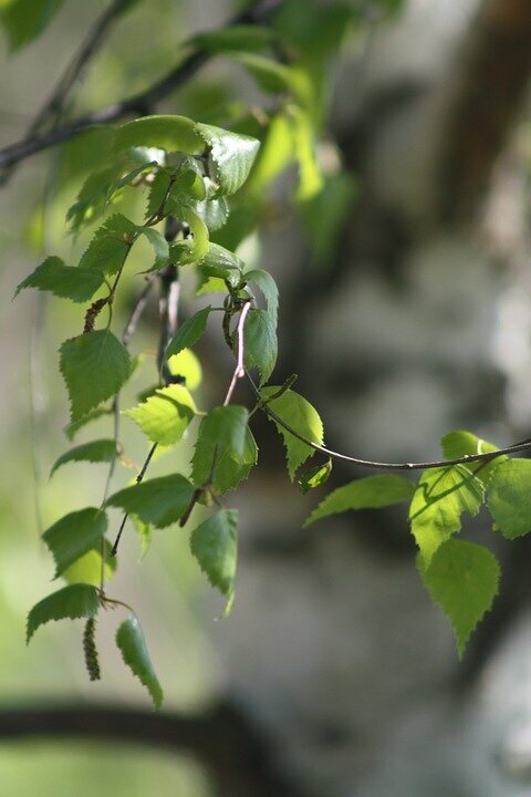 BETULA 