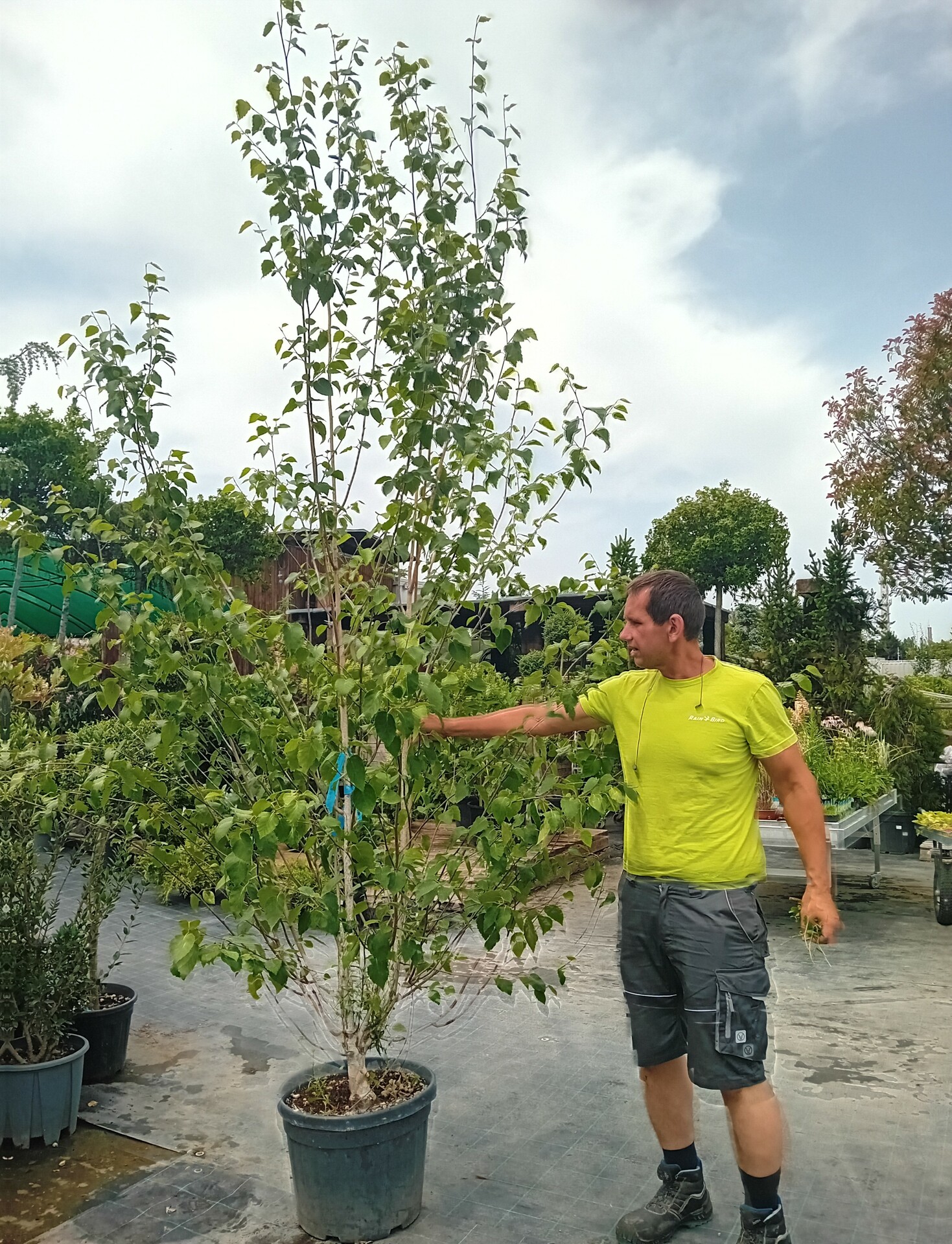 BETULA UTILIS