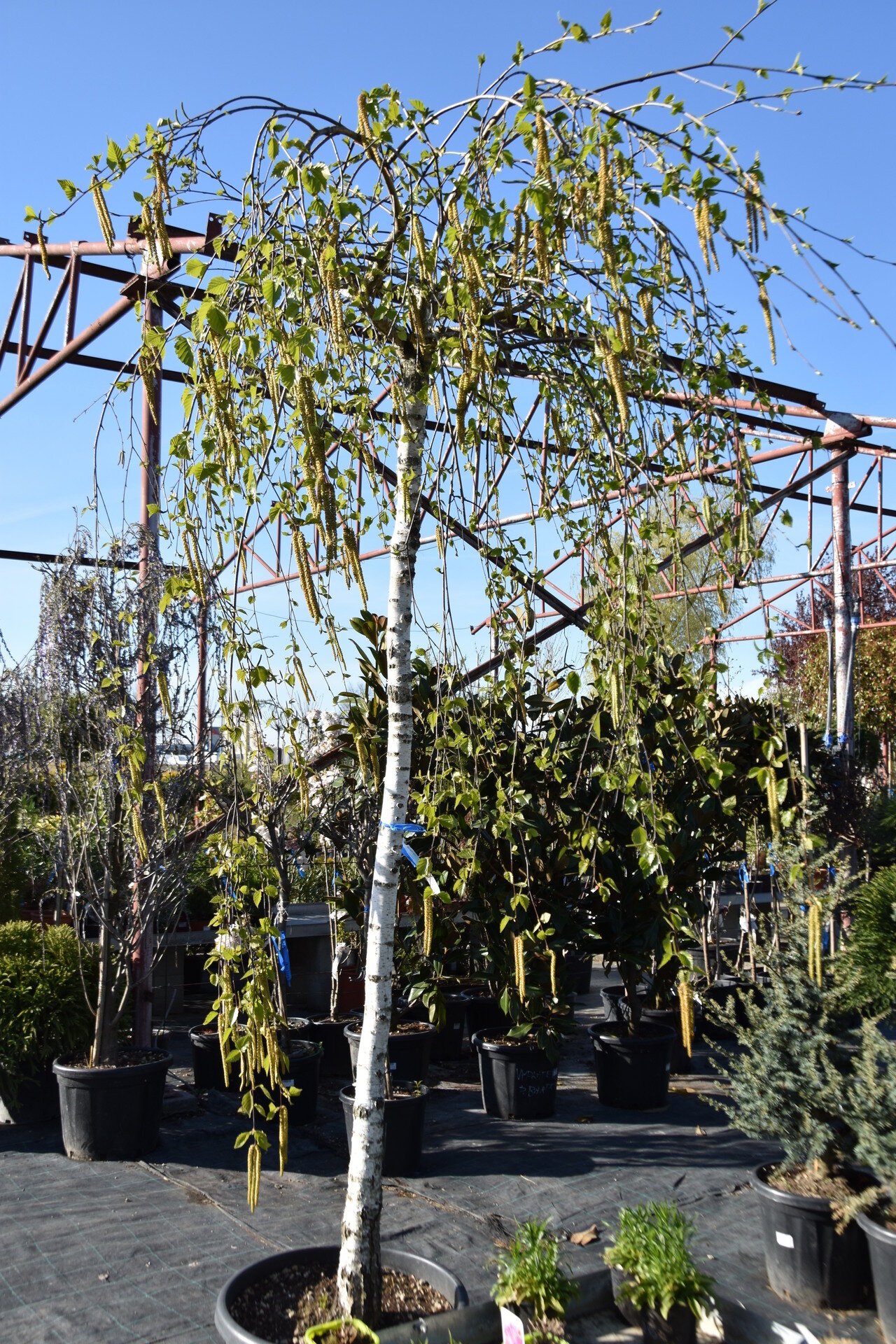 BETULA YOUNGII PENDULA