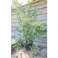 CALLISTEMON LAEVIS