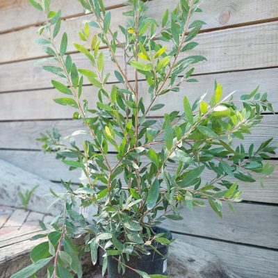 CALLISTEMON LAEVIS