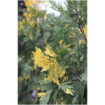 CALOCEDRUS DECURRENS ‘AUREOVARIEGATA‘
