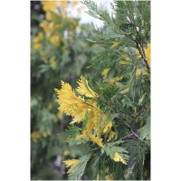 CALOCEDRUS DECURRENS ‘AUREOVARIEGATA‘