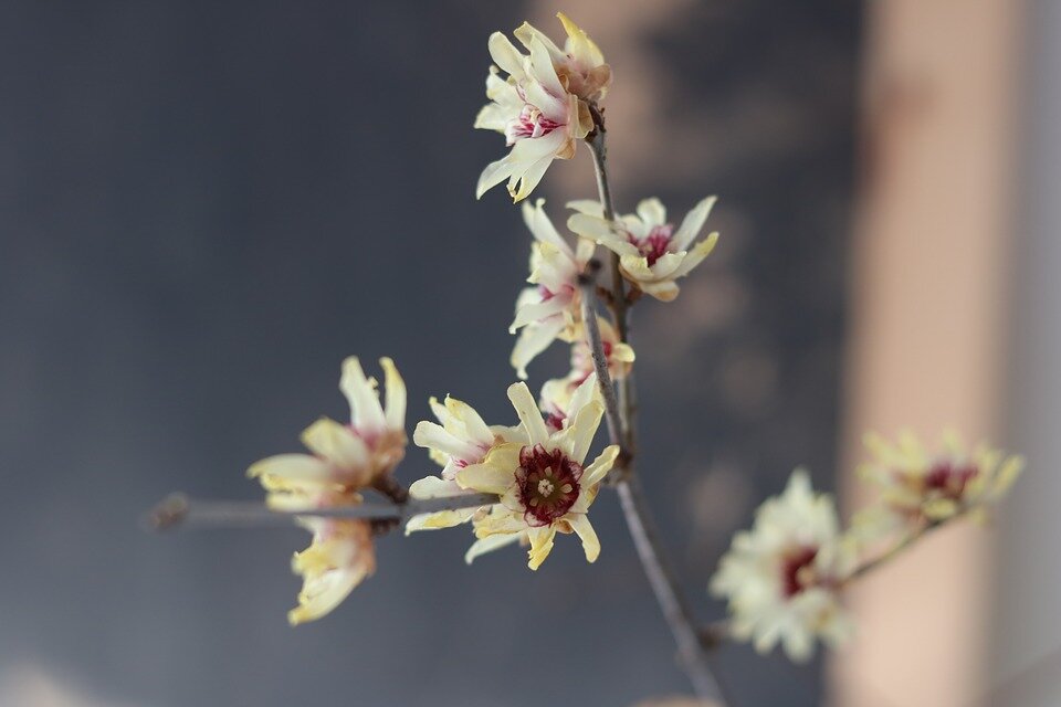 CALYCANTHUS PRAECOX