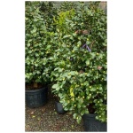 CAMELIA JAPONICA