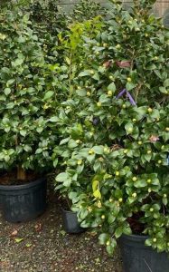 CAMELIA JAPONICA