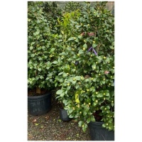 CAMELIA JAPONICA
