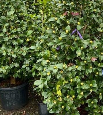 CAMELIA JAPONICA