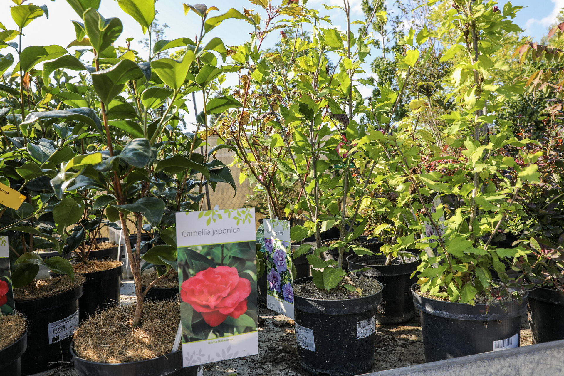 CAMELIA JAPONICA