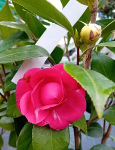 CAMELLIA JAPONICA BICOLORE