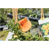 CAMPSIS RADICANS FLAMENCO