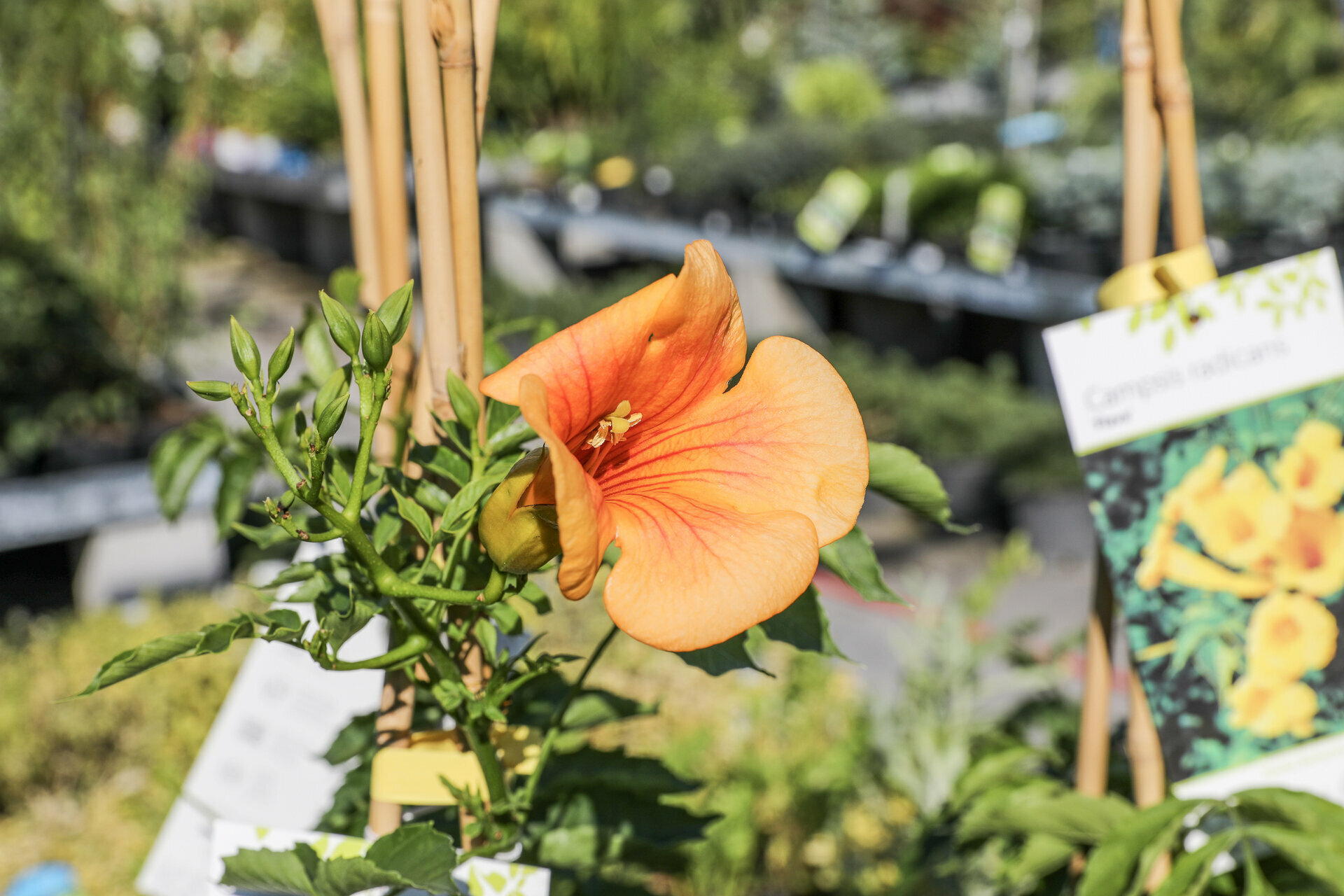CAMPSIS RADICANS FLAMENCO