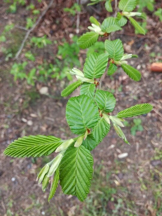 CARPINUS BETULUS PYRAMIDALIS K35