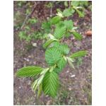 CARPINUS BETULUS PYRAMIDALIS