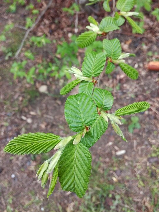 CARPINUS BETULUS PYRAMIDALIS