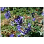 CARYOPTERIS CLADONENSIS
