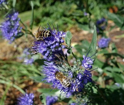 CARYOPTERIS CLADONENSIS