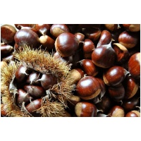 Castanea sativa BOUCHE DE BETIZAC