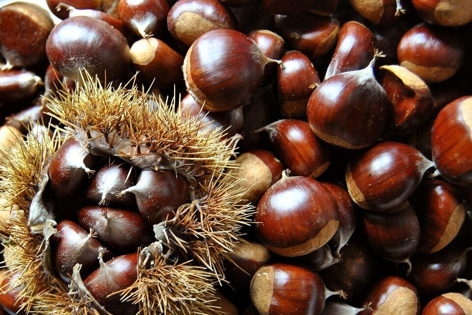 Castanea sativa BOUCHE DE BETIZAC