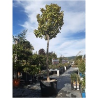Catalpa bungeii ´NANA´