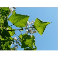 CATALPA BUNGEII NANA