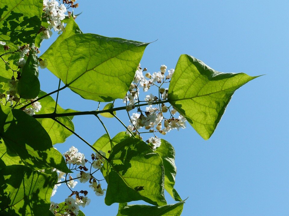 CATALPA BUNGEII NANA