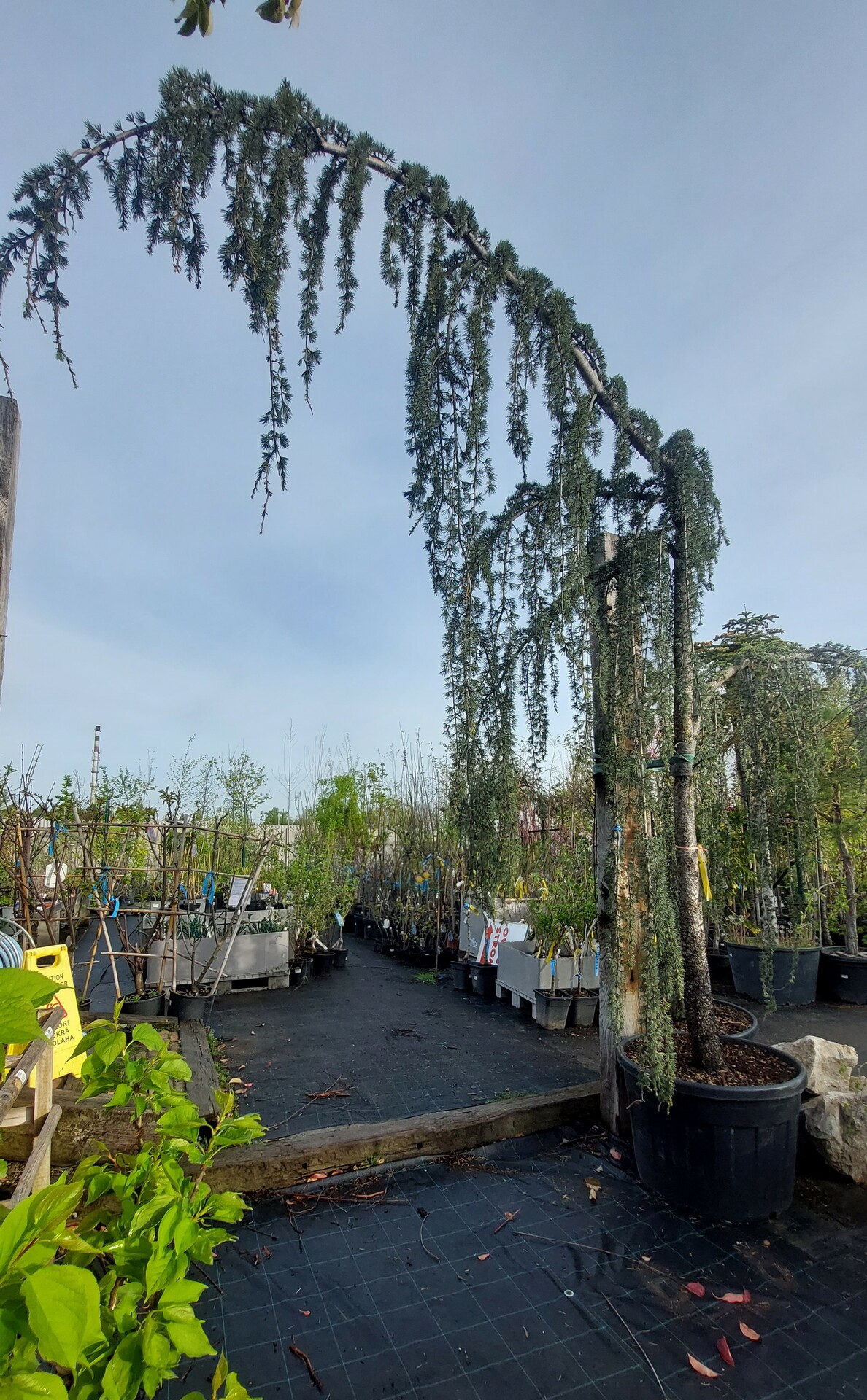 CEDRUS ATLANTICA GLAUCA PENDULA