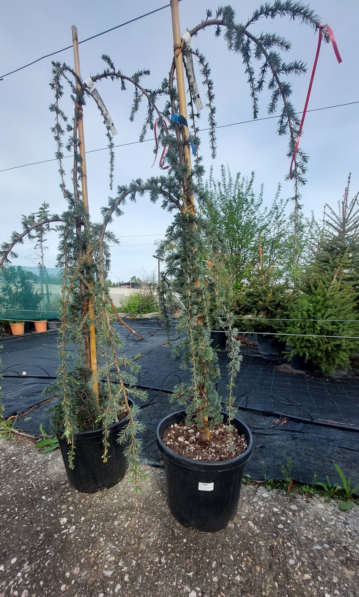 CEDRUS ATLANTICA GLAUCA PENDULA