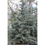 CEDRUS ATLANTICA ´GLAUCA´ 125/150
