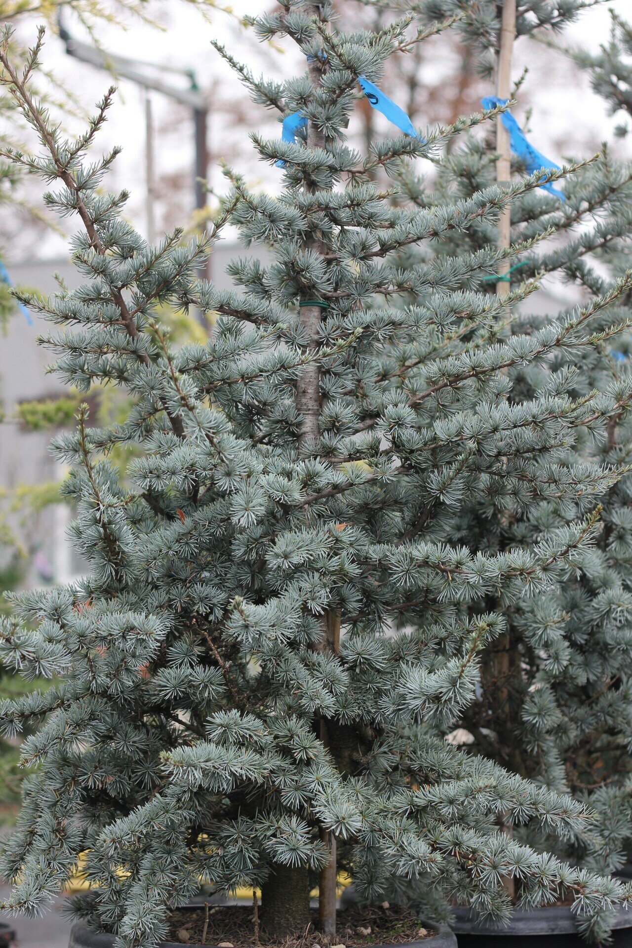 CEDRUS ATLANTICA ´GLAUCA´ 125/150