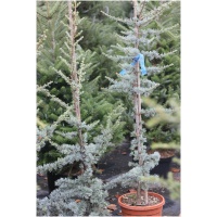 CEDRUS ATLANTICA ´GLAUCA´ 80/100
