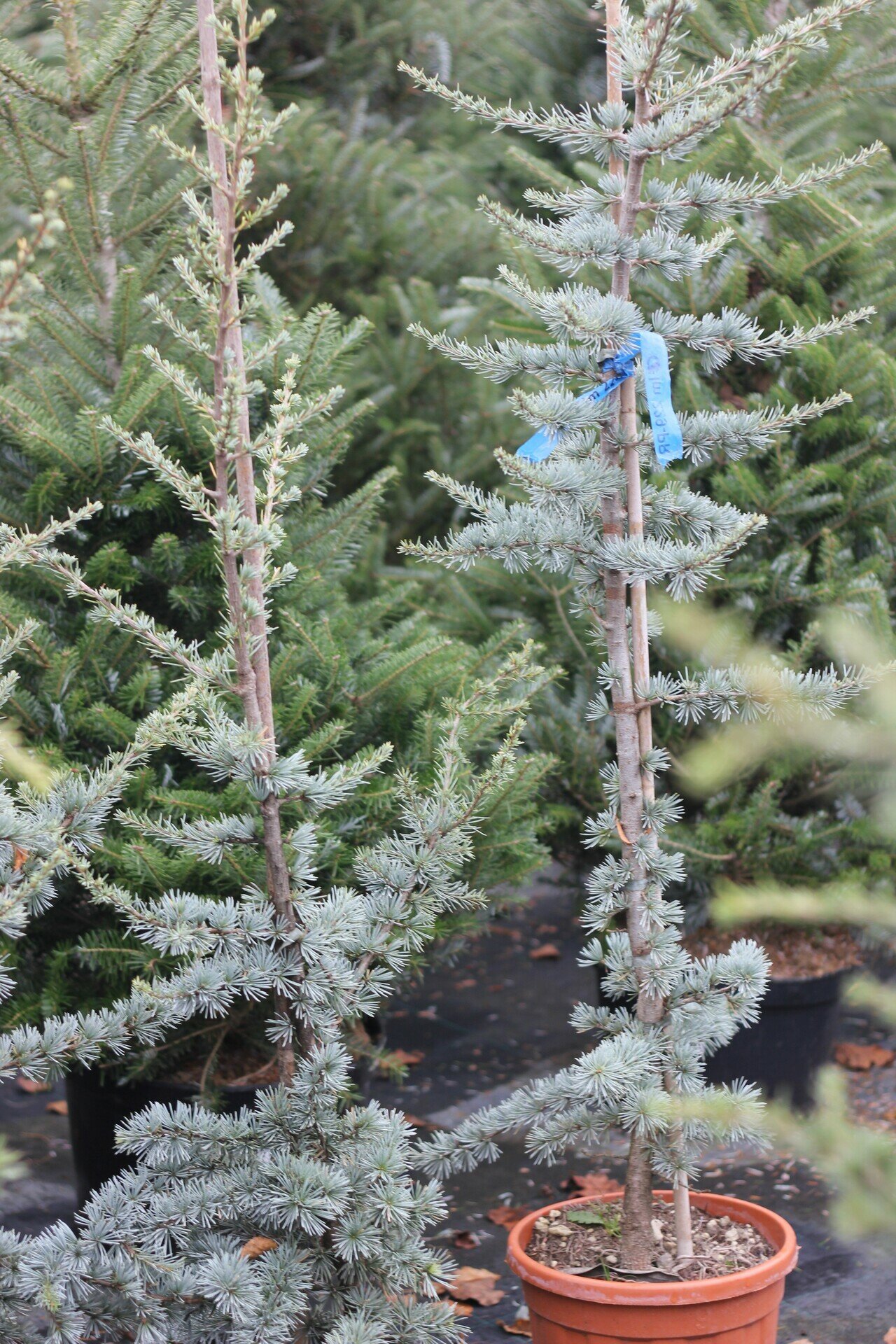 CEDRUS ATLANTICA ´GLAUCA´ 80/100