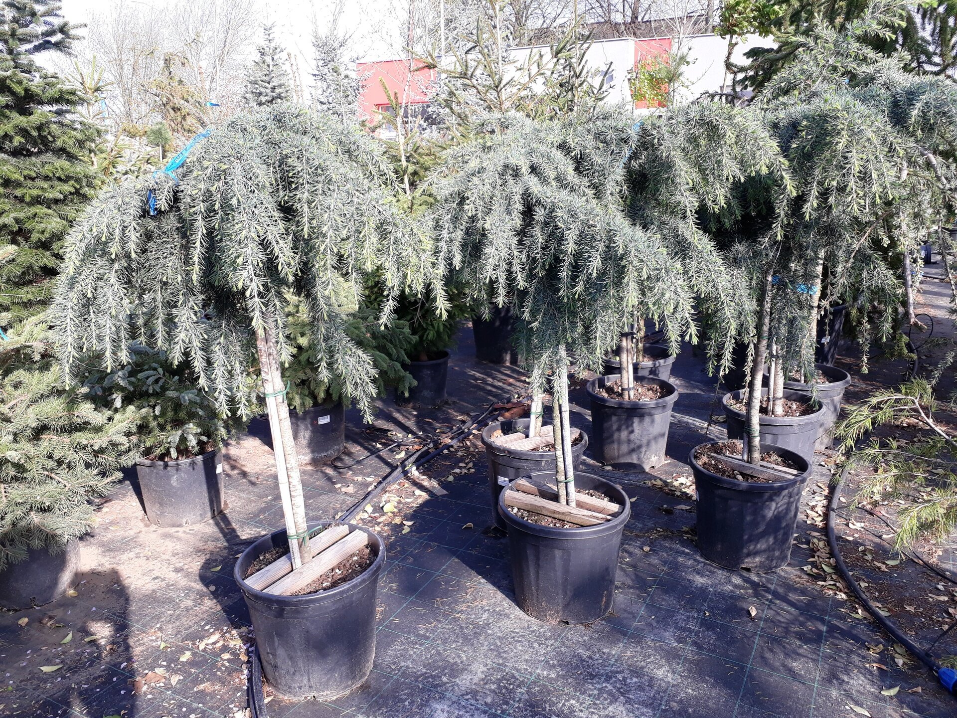 CEDRUS ATLANTICA´GLAUCA PENDULA´