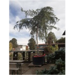 Cedrus deodara EXTRA