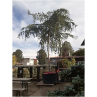Cedrus deodara EXTRA