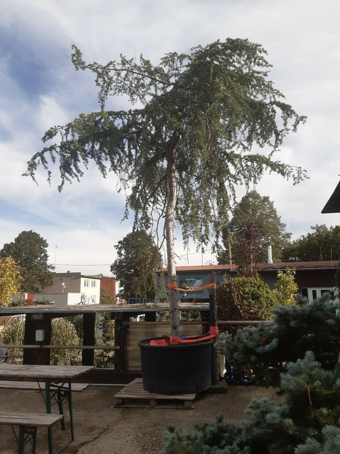 Cedrus deodara EXTRA