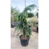 CEDRUS DEODARA FEELIN BLUE